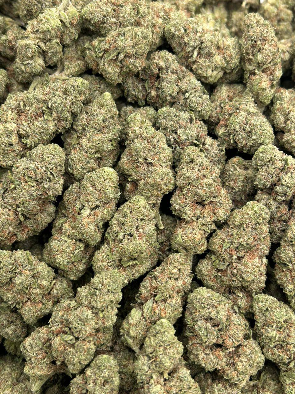 Vanilla Gelato 41