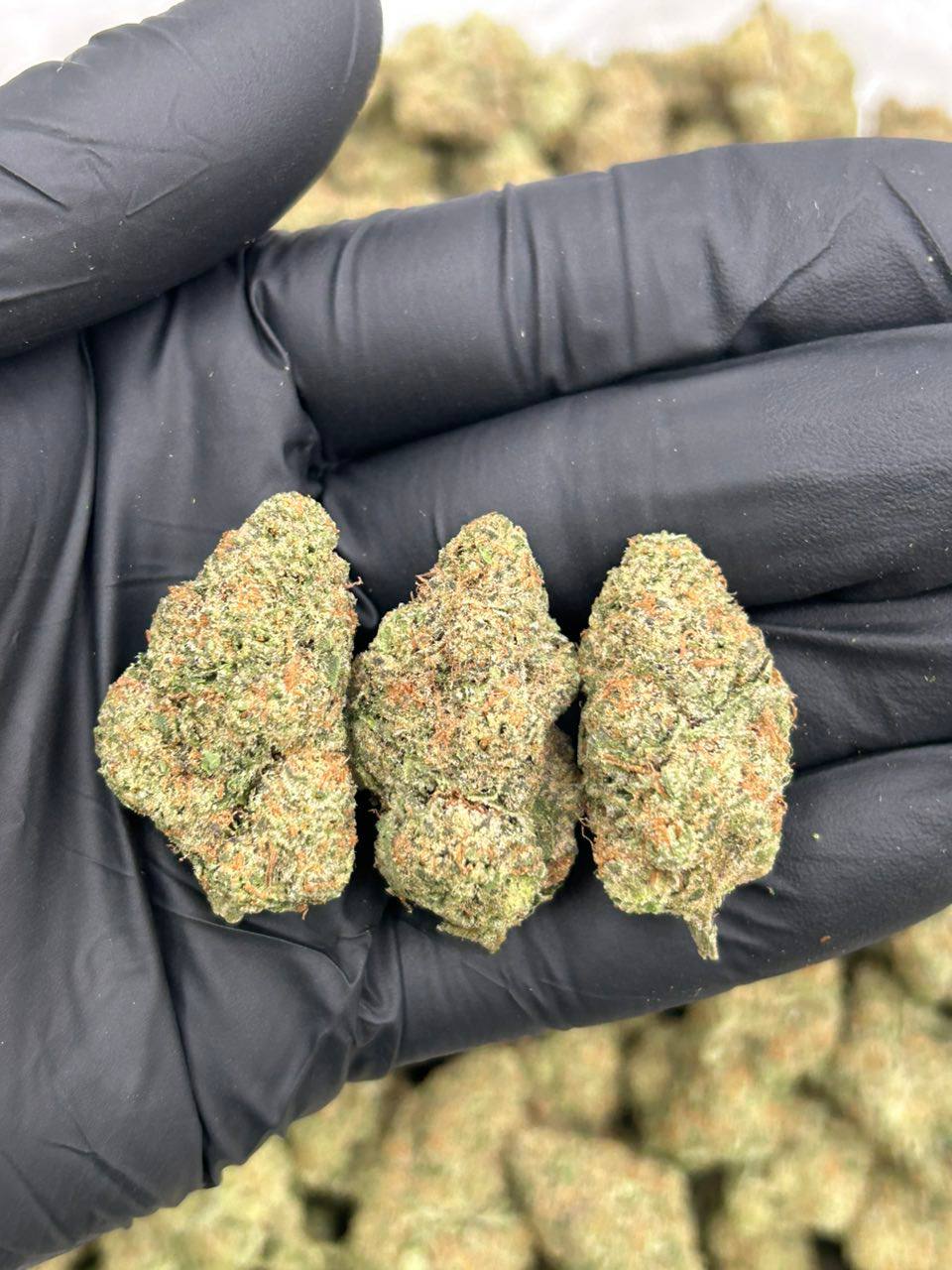 Candy Skunk - Image 2