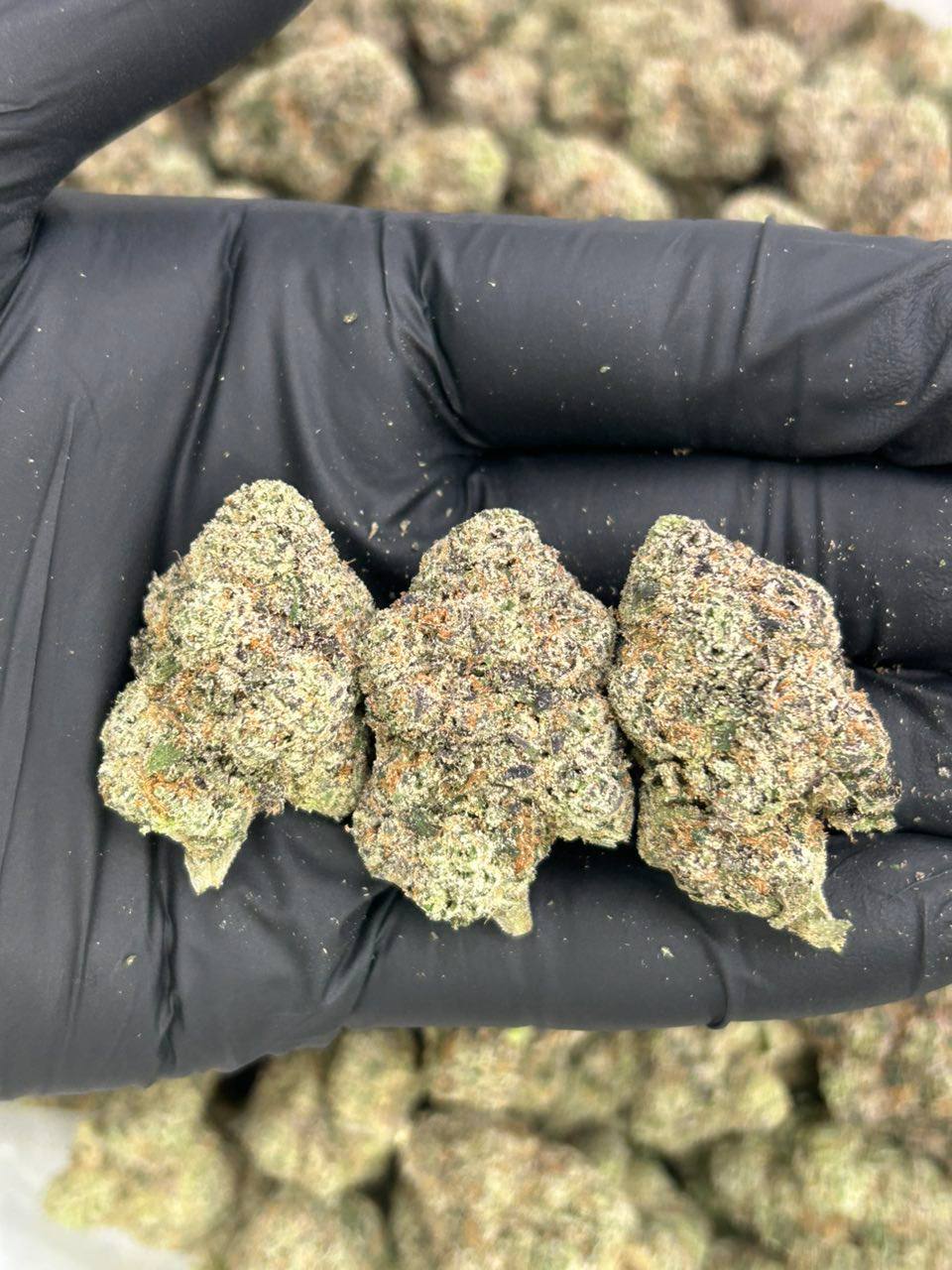 Blueberry - Image 2