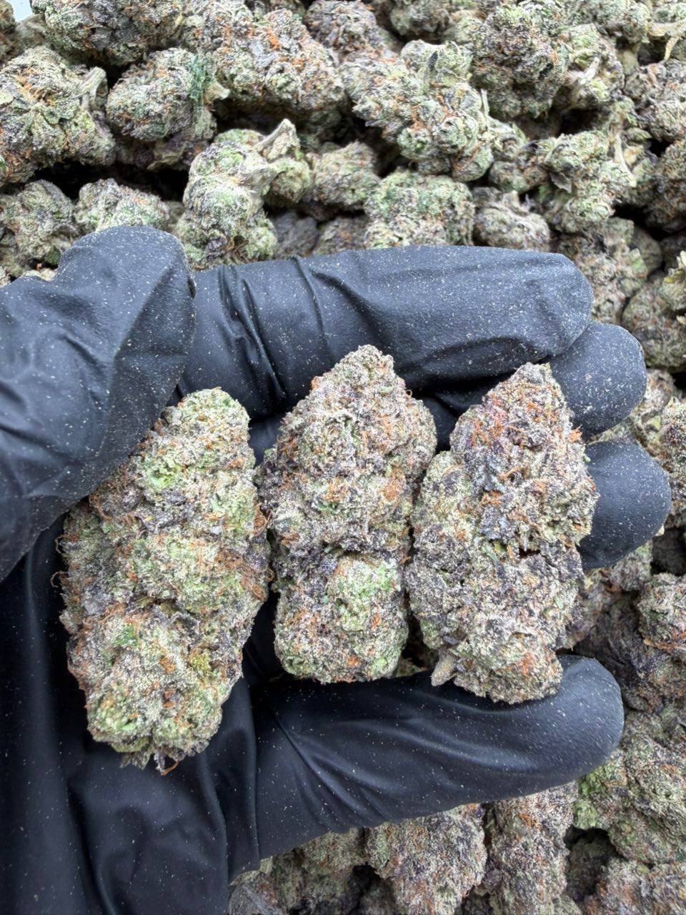 Grapes Candy Gelato - Image 2