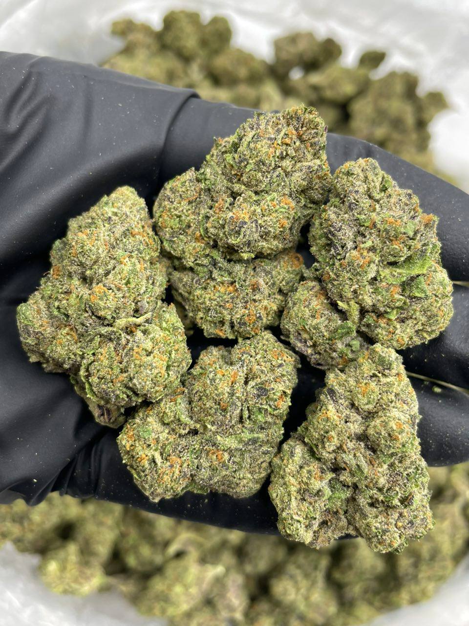 Blueberry Gruntz - Image 2
