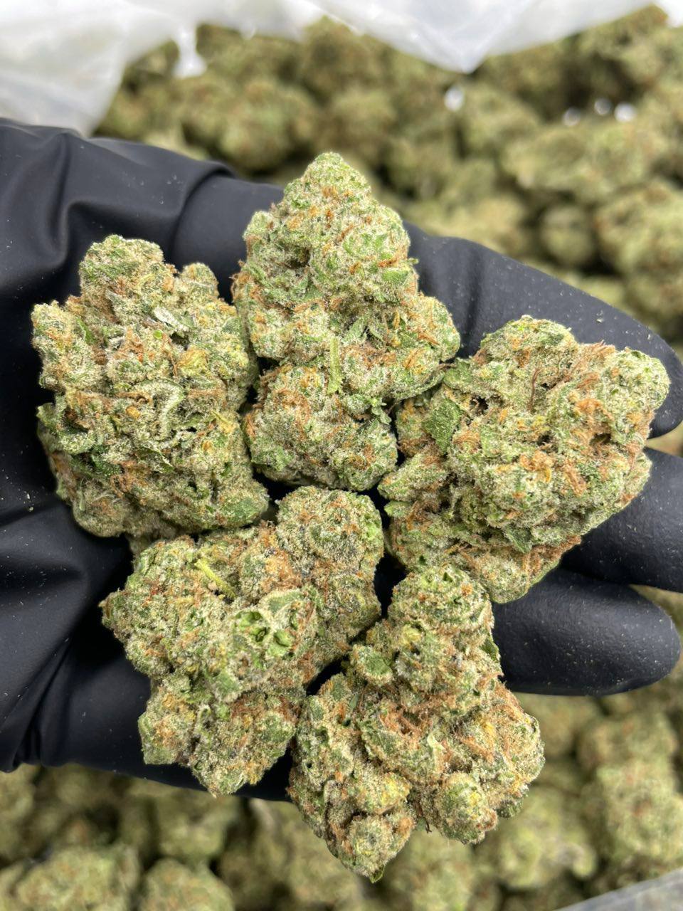 Sour Tropicana - Image 2