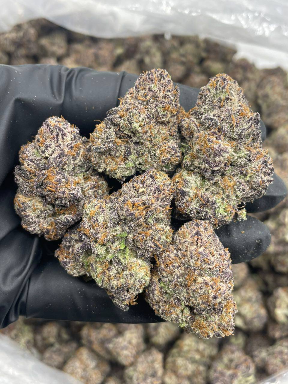 Blue Candy Rosé - Image 2
