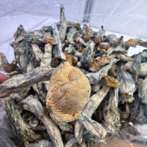 Gorilla shrooms