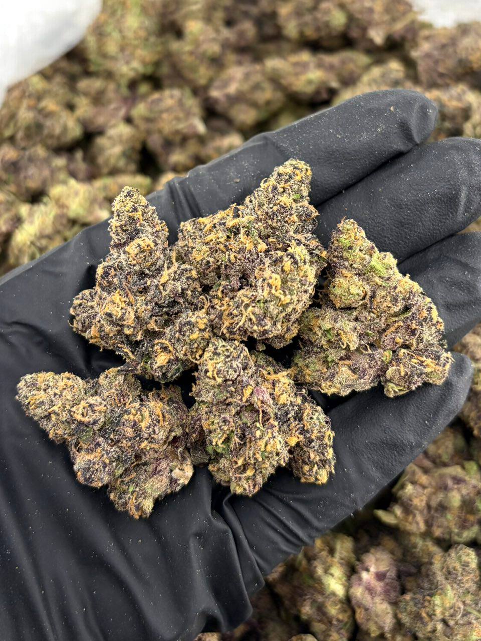 PFf x Grape Pop Rock - Image 2